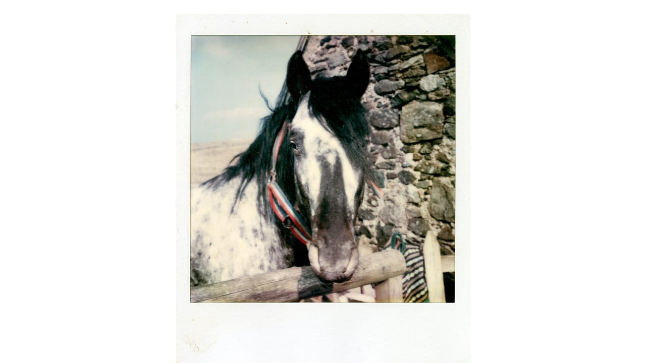 Linda McCartney hat Pferde geliebt.