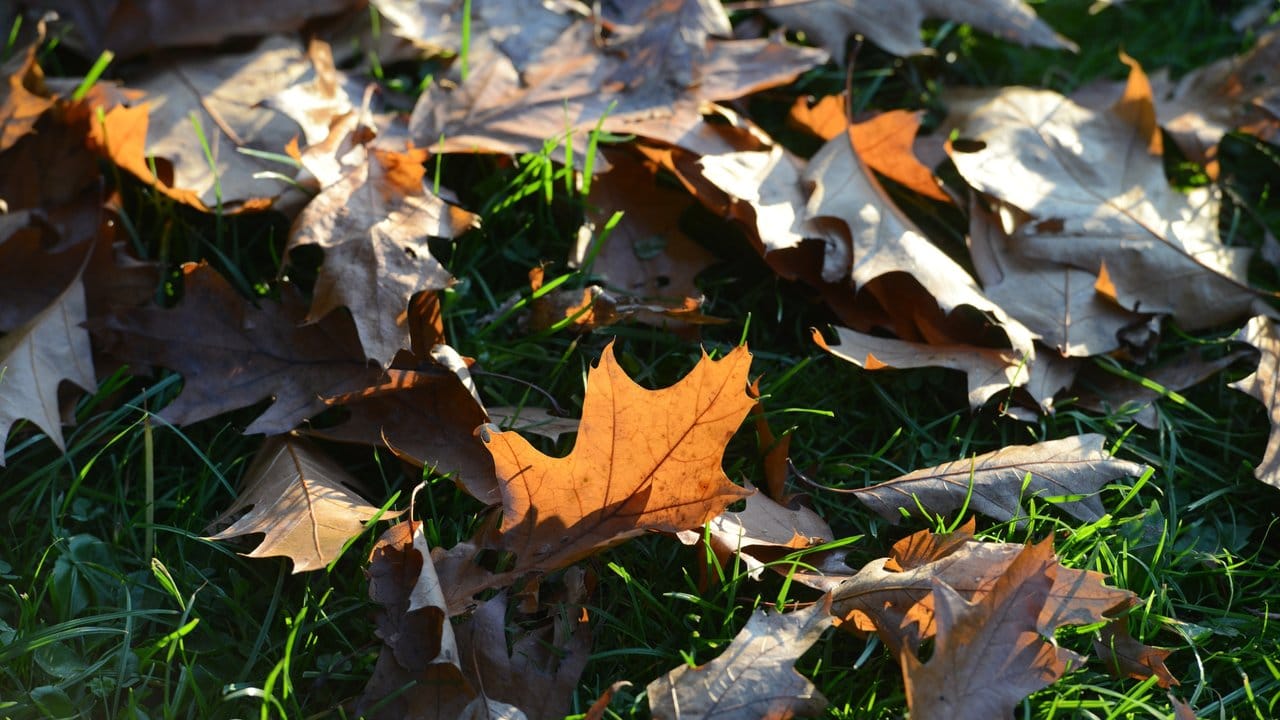 Laub ist ein natürliches Isoliermaterial, das im Herbst in Fülle zur Verfügung steht.