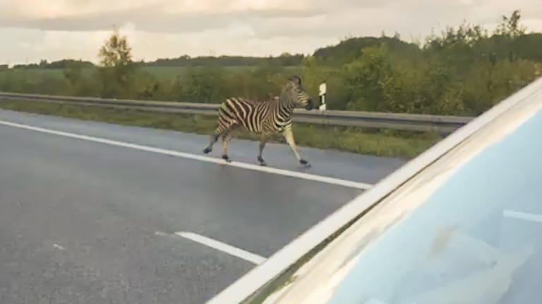 Dabei flüchtet das Zebra Pumba auf die A20....