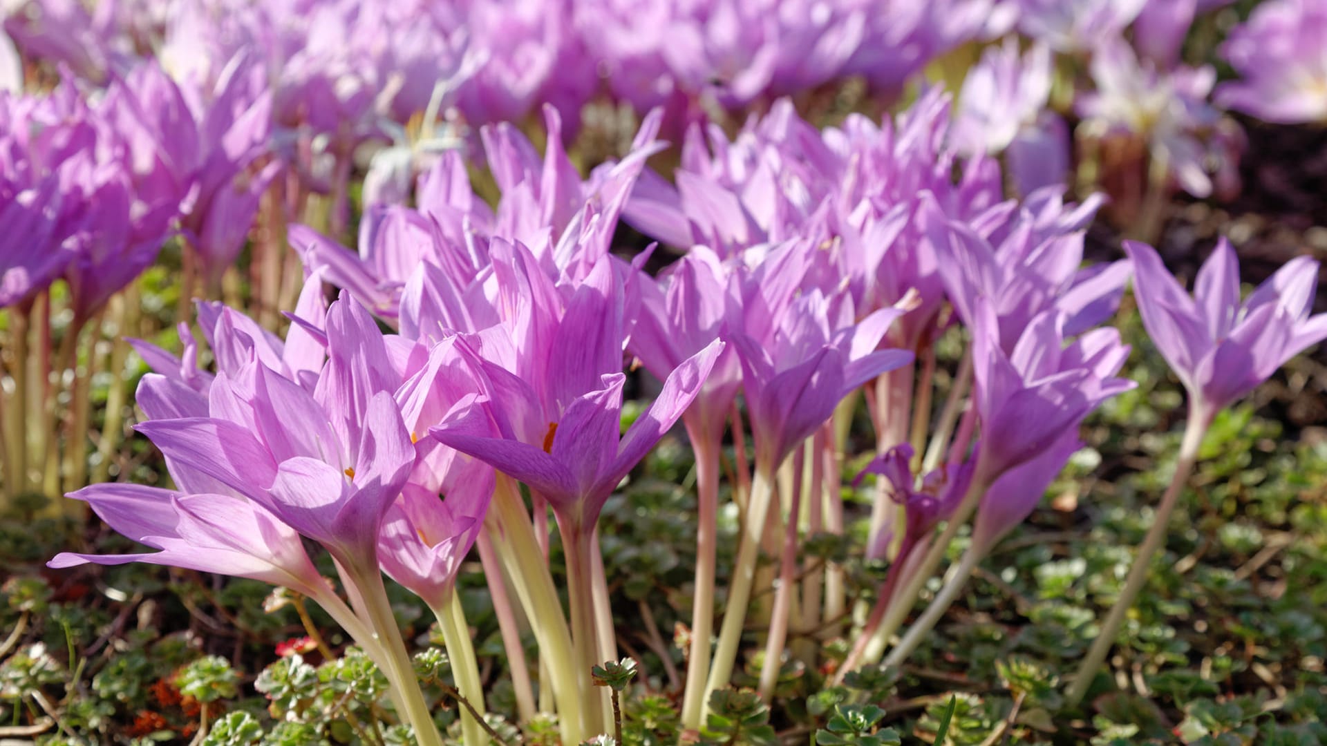 Blühende Herbstzeitlose: Colchicum autumnale sehen auf den ersten Blick aus wie Krokusse.