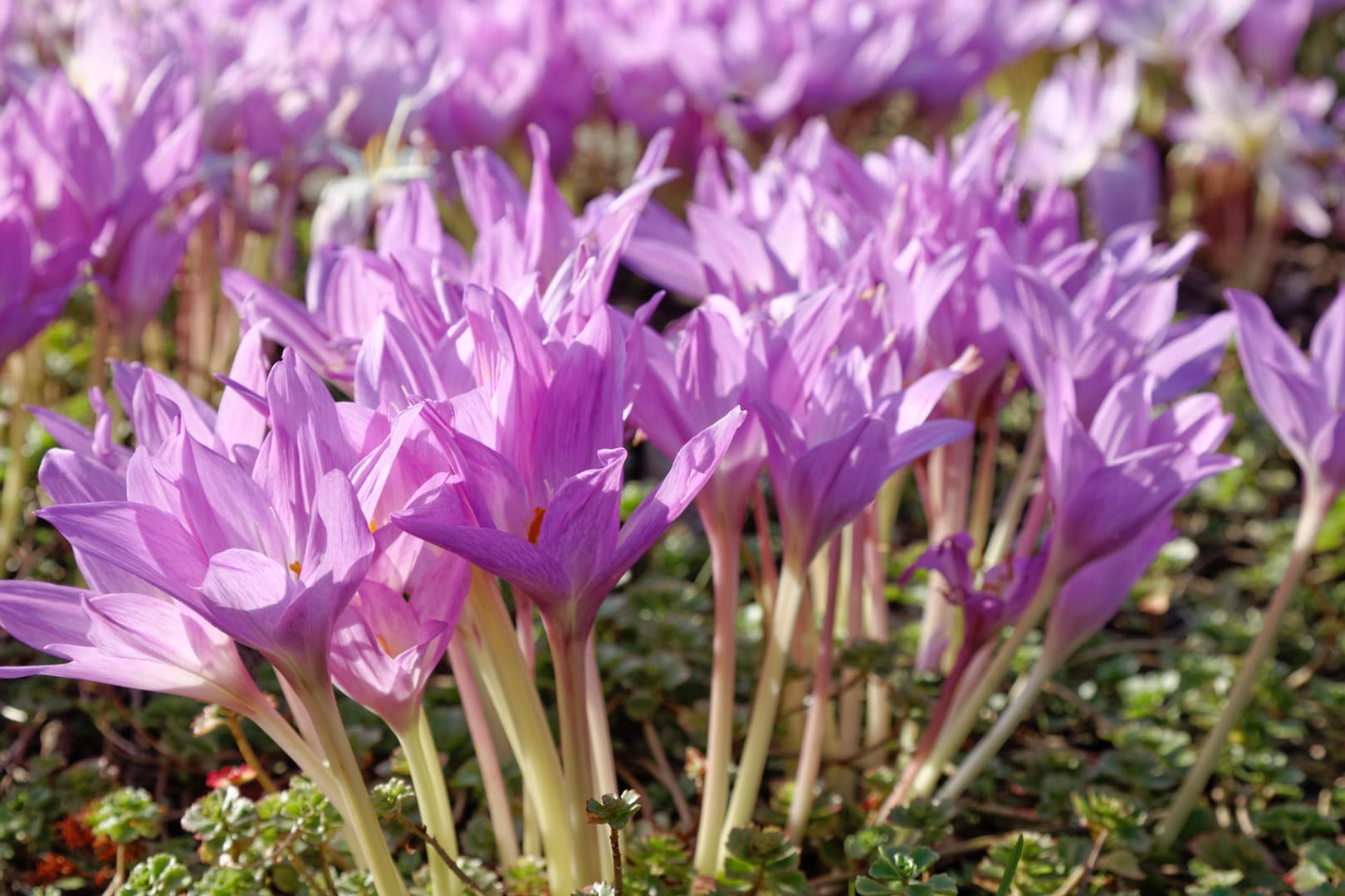 Blühende Herbstzeitlose: Colchicum autumnale sehen auf den ersten Blick aus wie Krokusse.