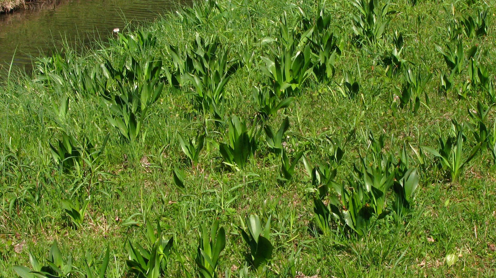 Colchicum autumnale: Ohne Blüte sehen Herbstzeitlose wie Bärlauch aus.