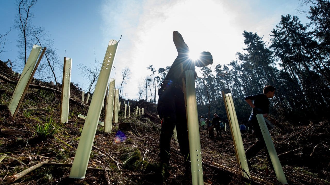 Ein Schüler befestigt beim Start für das Wiederbewaldungsprojekt "Berlingerode" im Forstamt Leinefelde eine Aufwuchshülse an einer frisch gepflanzten Buche.