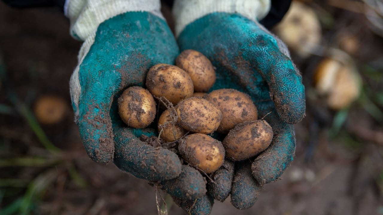 Frisch geerntete Kartoffeln, die sonst auf dem Acker geblieben wären. Frisch geerntete Kartoffeln, die sonst auf dem Acker geblieben wären.