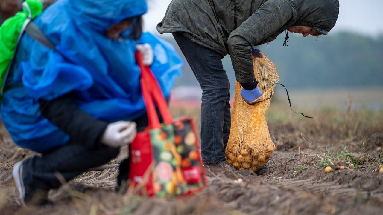 Teilnehmer der Aktion gegen Lebensmittelverschwendung sammeln auf einem Acker aussortierte Kartoffeln ein. Teilnehmer der Aktion gegen Lebensmittelverschwendung sammeln auf einem Acker aussortierte Kartoffeln ein.
