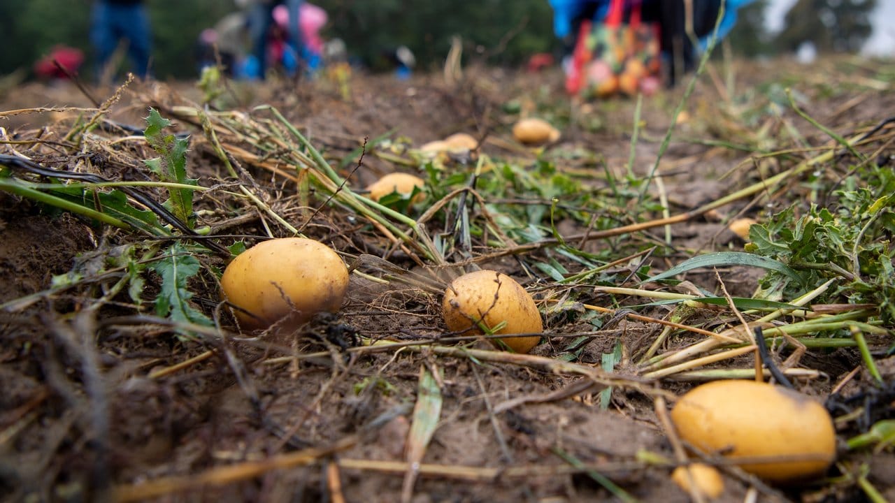 Weil viele Kartoffeln zu klein sind oder nicht den ästhetischen Ansprüchen genügen, bleibt ein großer Teil der Ernte auf dem Acker zurück. Weil viele Kartoffeln zu klein sind oder nicht den ästhetischen Ansprüchen genügen, bleibt ein großer Teil der Ernte auf dem Acker zurück.