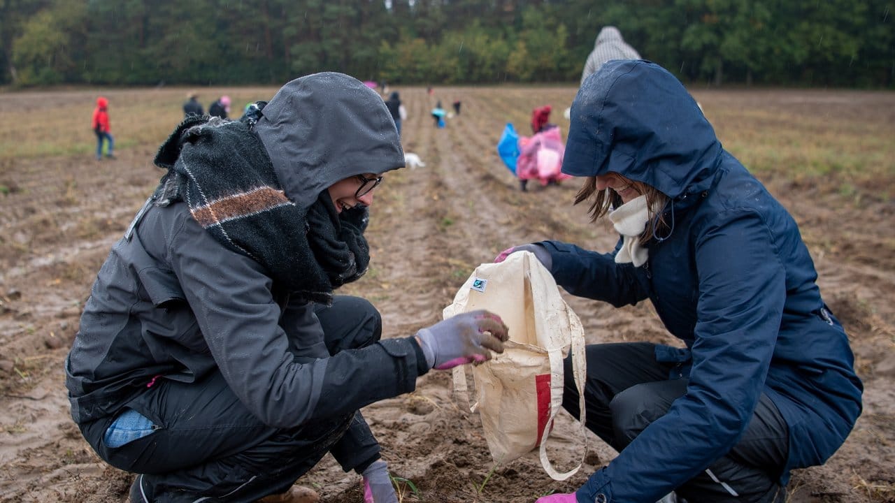 Zwei Teilnehmerinnen der Aktion gegen Lebensmittelverschwendung smmeln Kartoffeln ein. Zwei Teilnehmerinnen der Aktion gegen Lebensmittelverschwendung smmeln Kartoffeln ein.