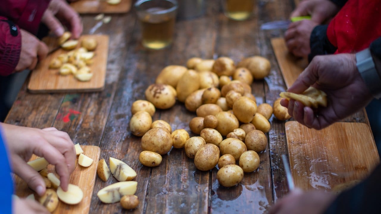 Weil viele Kartoffeln zu klein sind oder nicht den ästhetischen Ansprüchen genügen, bleibt ein großer Teil der Ernte auf dem Acker zurück. Weil viele Kartoffeln zu klein sind oder nicht den ästhetischen Ansprüchen genügen, bleibt ein großer Teil der Ernte auf dem Acker zurück.