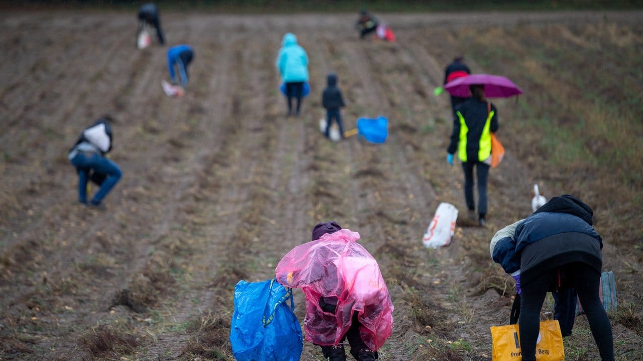 Städter sammeln auf einem Acker im Ortsteil Jahnsfelde aussortierte Kartoffeln ein. Städter sammeln auf einem Acker im Ortsteil Jahnsfelde aussortierte Kartoffeln ein.