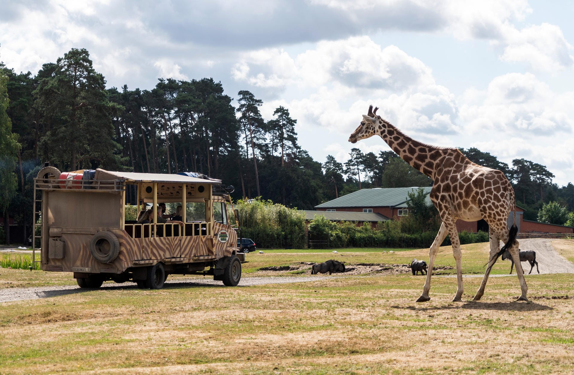 Um Giraffen zu sehen, müssen Urlauber nicht nach Afrika fliegen: Im Serengeti-Park Hodenhagen lassen sich die Tiere aus einem Fahrzeug heraus beobachten.