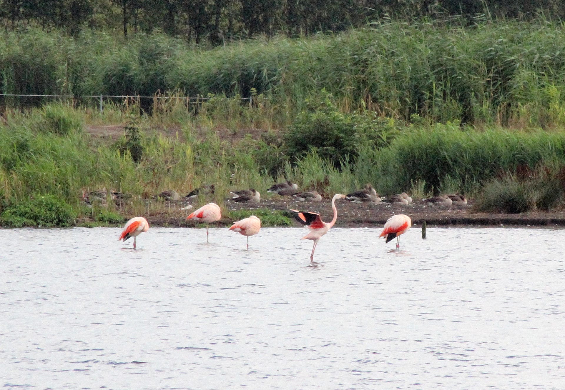 Zwischen Mitte März und Juni haben Urlauber im Zwillbrocker Venn die Chance, Flamingos zu sehen.
