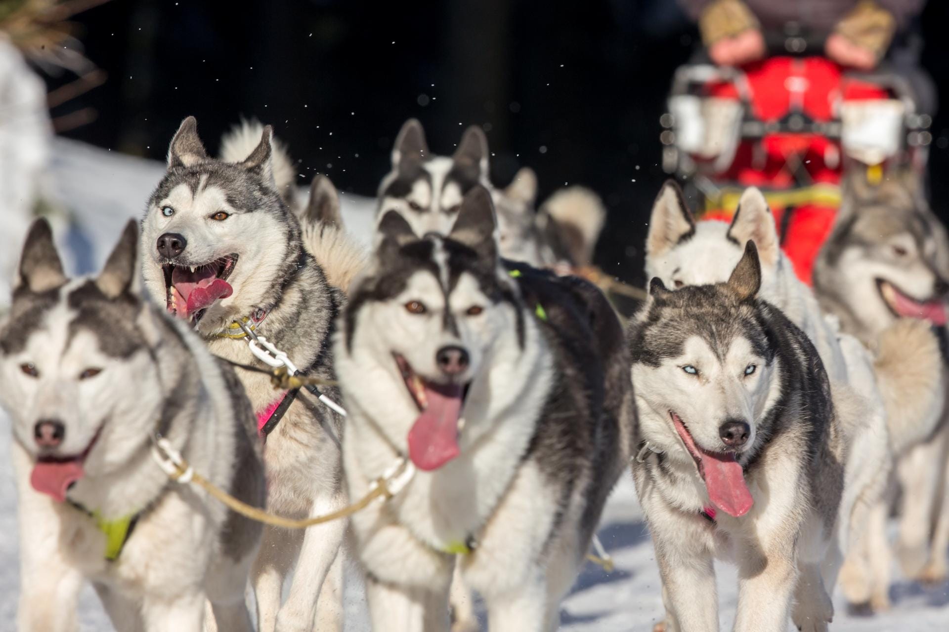 Mit dem Hundeschlitten durch die Wälder Thüringens – ein Erlebnis, das man sonst eher in Alaska oder Skandinavien verortet.