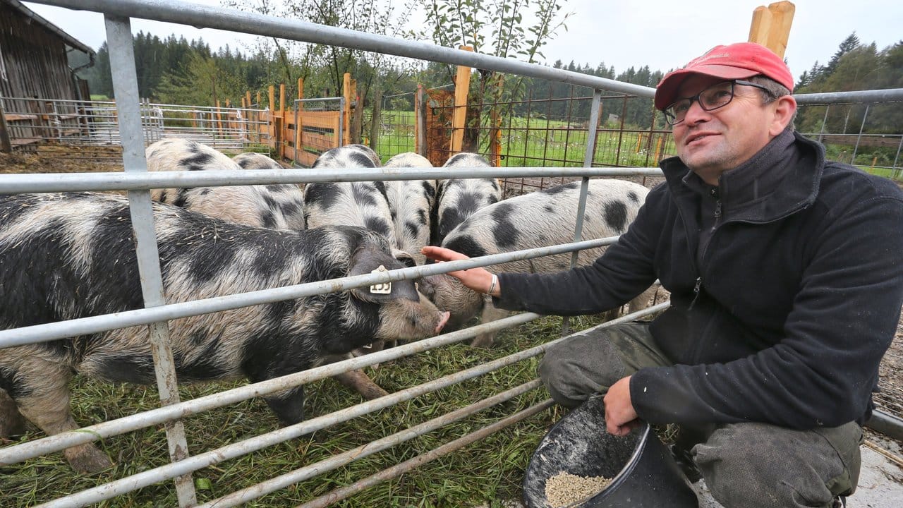 Peter Sigl füttert auf seinem Bauernhof Turopolje-Schweine.