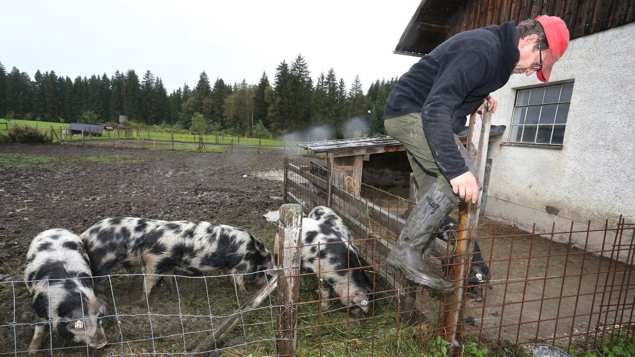 Peter Sigl klettert auf seinem Bauernhof über einen Zaun zu seinen Turopolje-Schweinen.