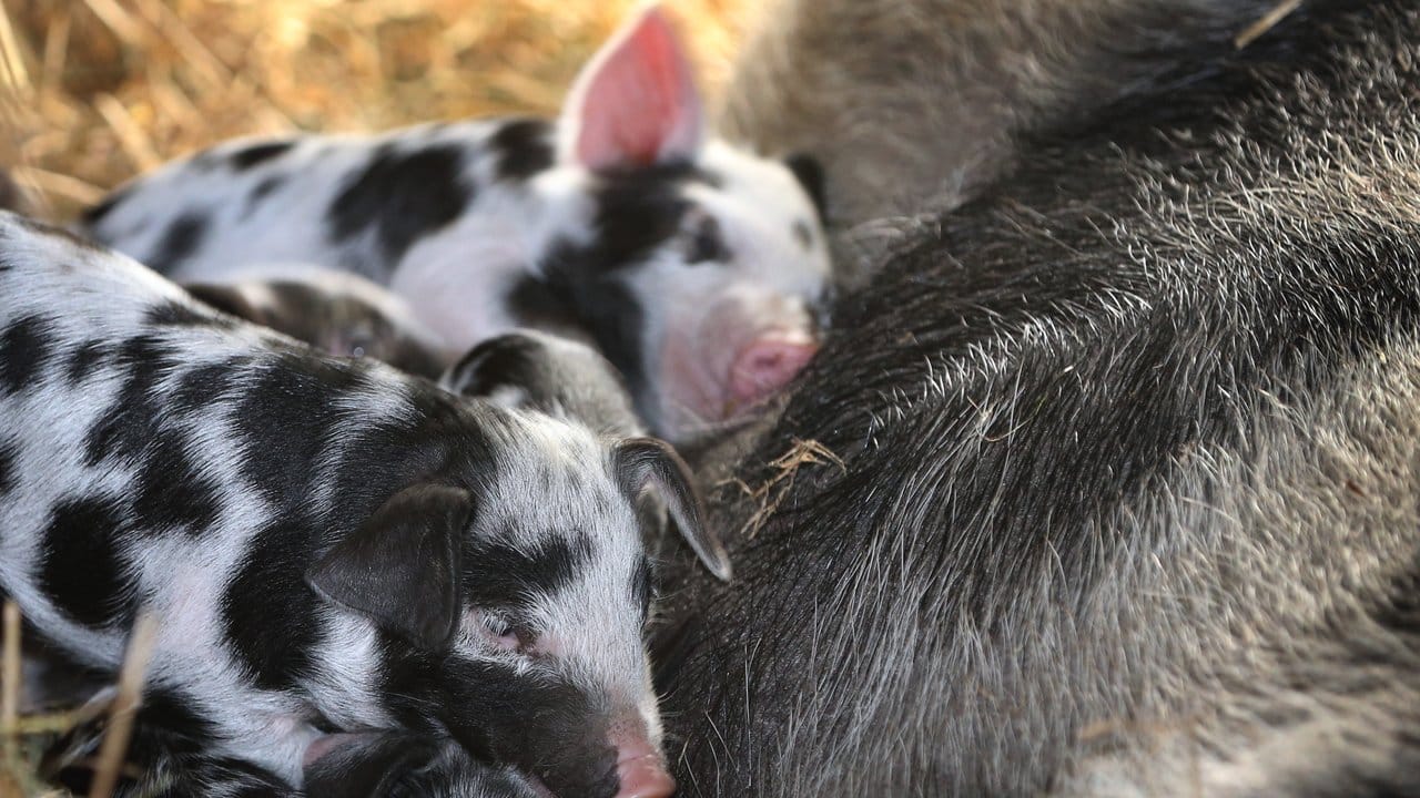 Auf "Sigls Ranch", wie der Hobby-Bauer seinen Hof nennt, grunzen 25 schwarzgefleckte Turopolje-Schweine.