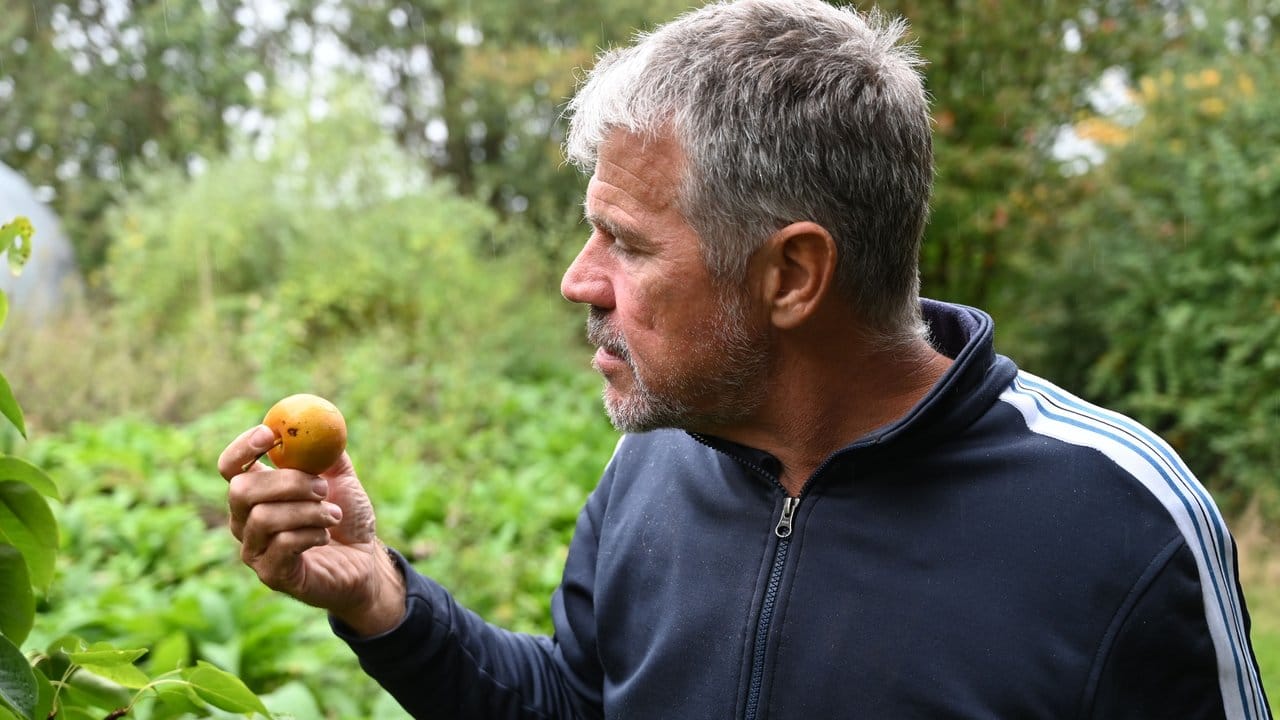 Frits Deemter, Besitzer vom Essgarten, probiert eine Nashi-Birne.