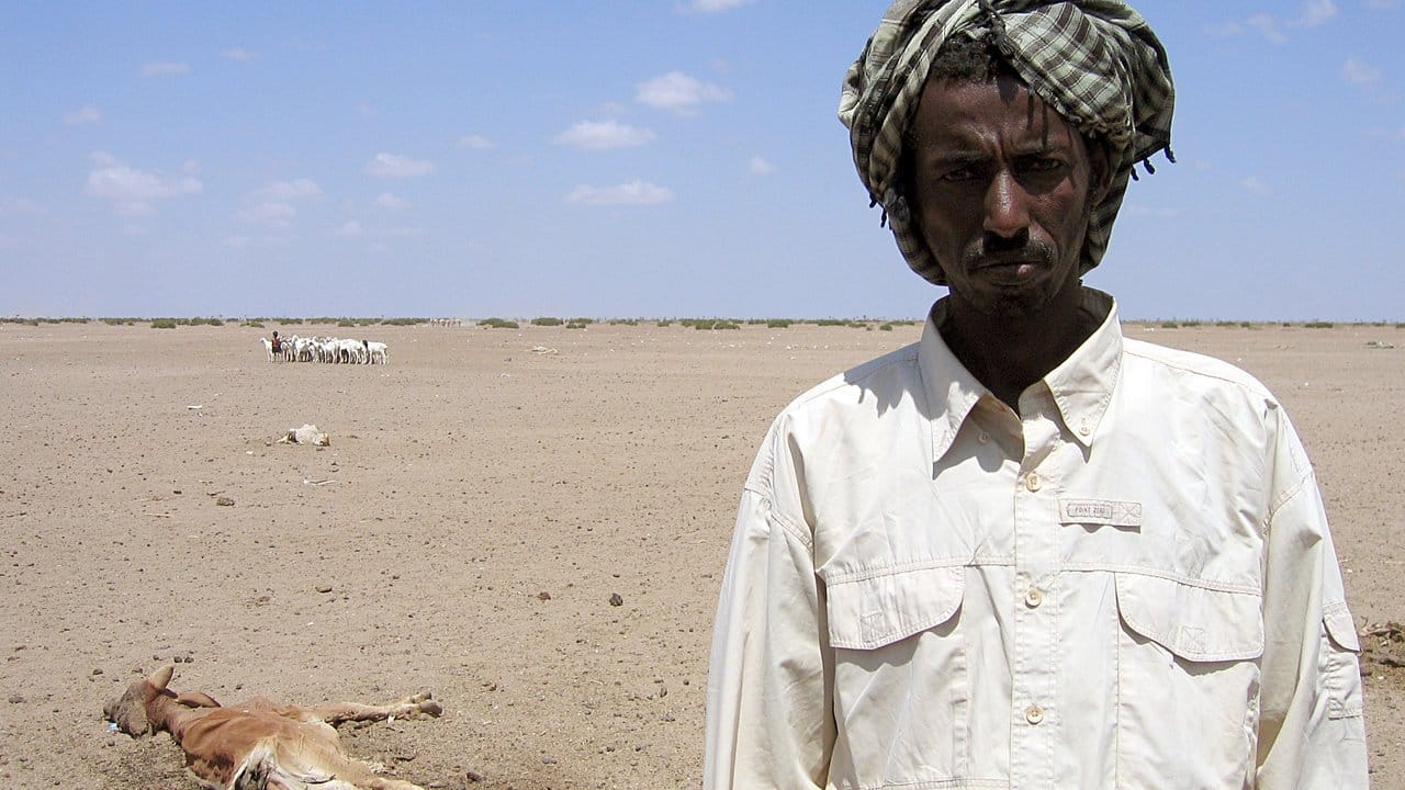 Hungersnot in Kenia: Ein junges Kamel liegt tot im Sand.