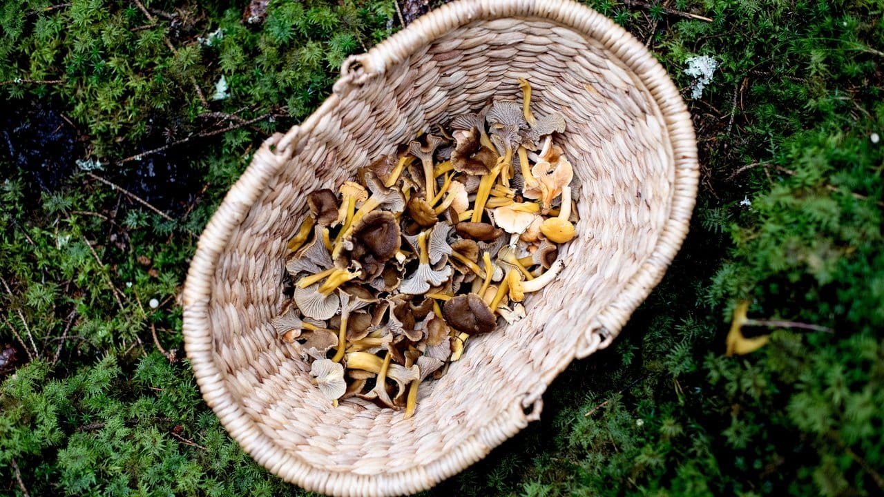 Drei verschiedene Arten frisch gesammelter Pfifferlinge nutzt Chefkoch Pontus Sjöholm für seine Pilzpfanne. Drei verschiedene Arten frisch gesammelter Pfifferlinge nutzt Chefkoch Pontus Sjöholm für seine Pilzpfanne.