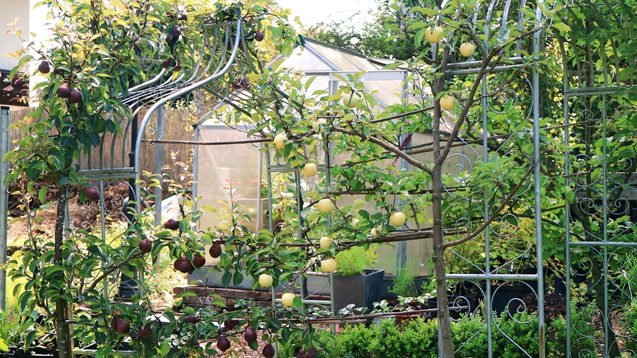 Manche Obstbäume haben zweierlei Zweck im kleinen Garten: Neben der Fruchtbildung begrünen sie auch Spaliere.