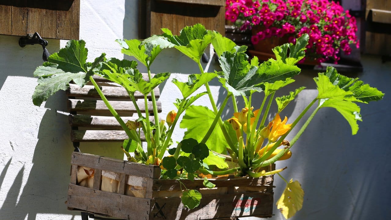 Im kleinen Garten sollte man die Höhe planen - etwa indem man Gemüse in einem Hochbeet wachsen lässt.