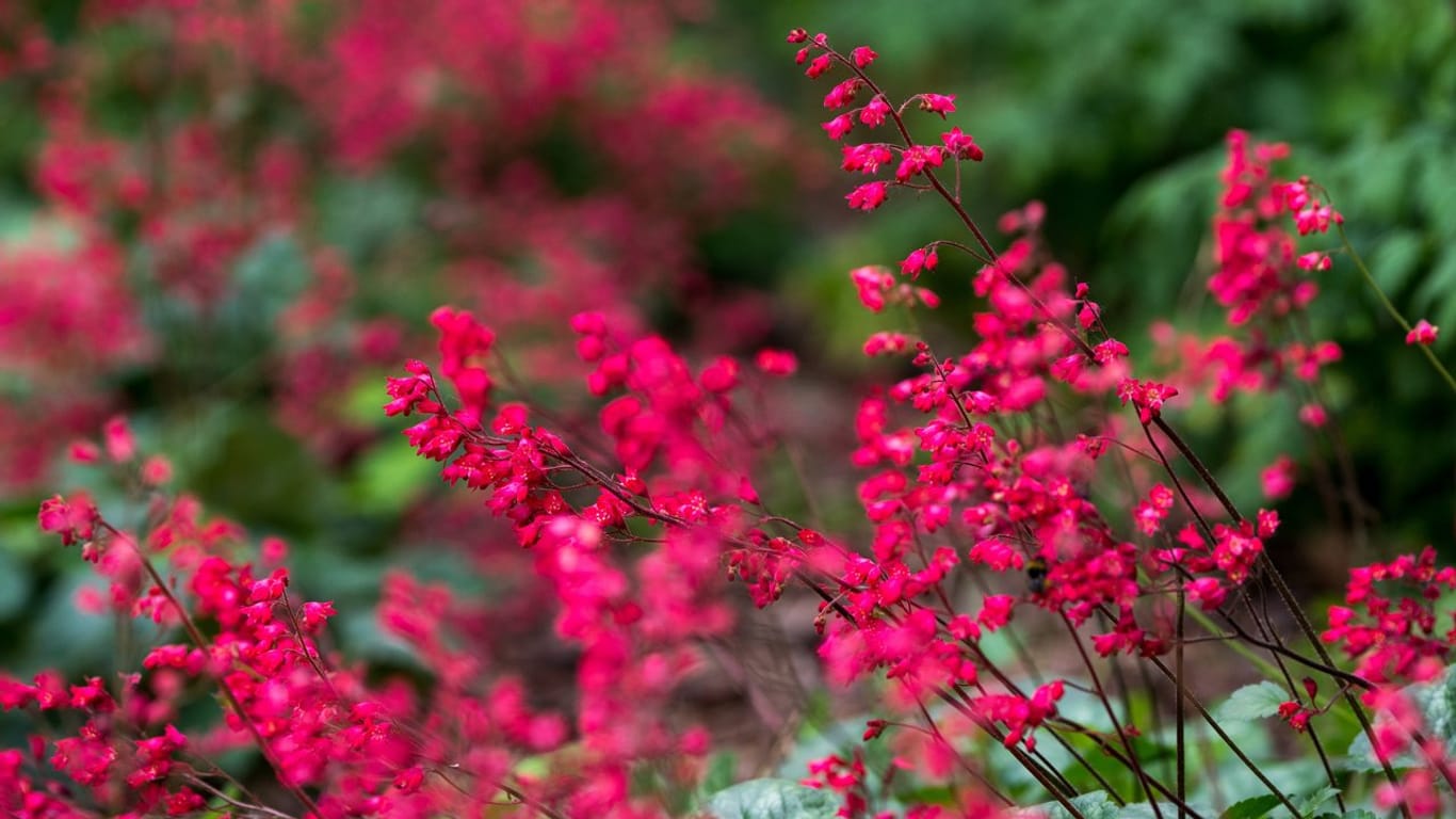 Purpurglöckchen (Heuchera) gehören zu den dauerhaften Pflanzen.