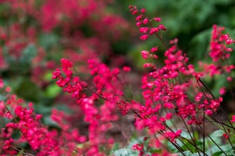 Purpurglöckchen (Heuchera) gehören zu den dauerhaften Pflanzen.