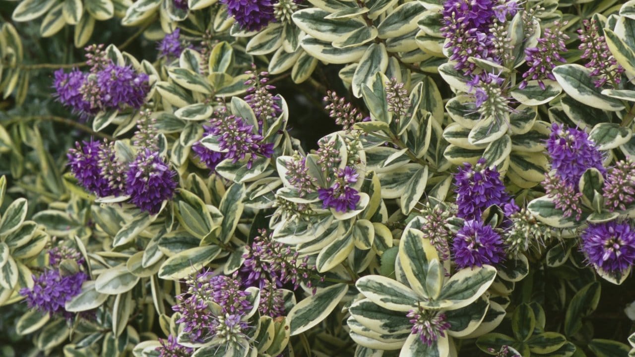 Die Strauchveronika, (im Bild Hebe andersonii 'Variegata'), ist eine immergrüne Pflanze, die sich gut als Strukturgeber eignet.