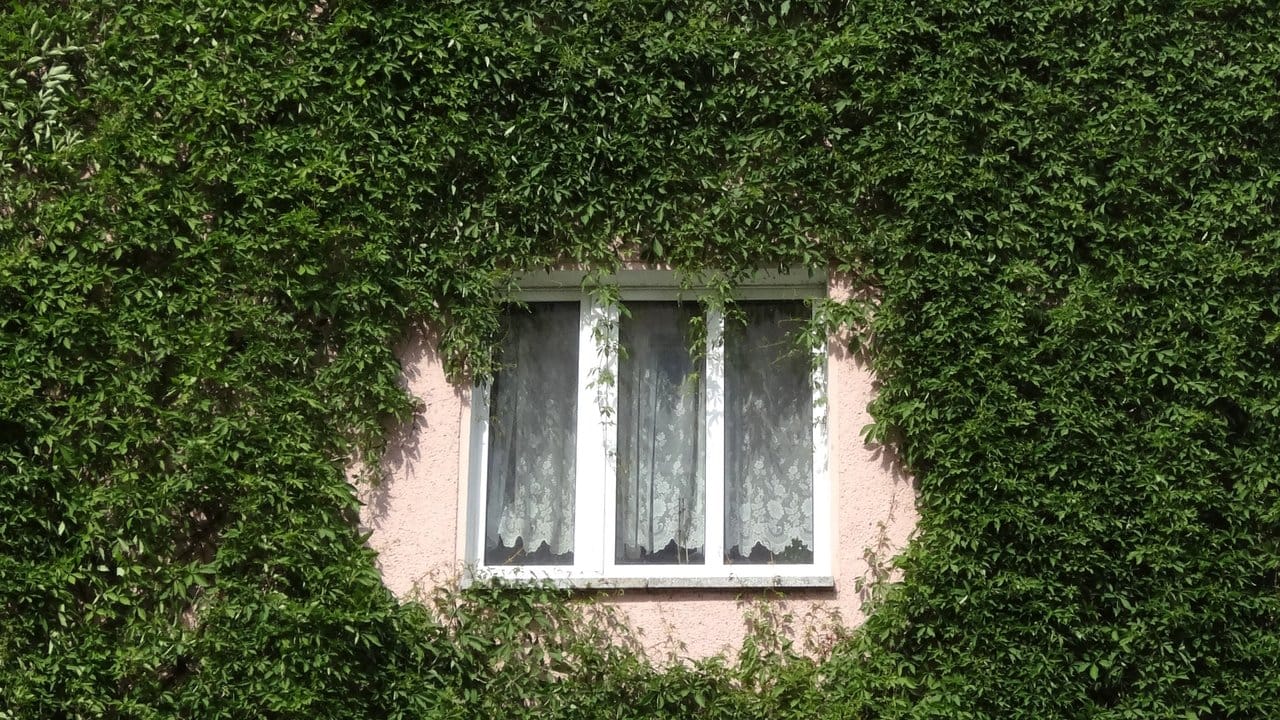 Eine grüne Pflanzenschicht ums Haus wirkt ähnlich wie eine Dämmung.