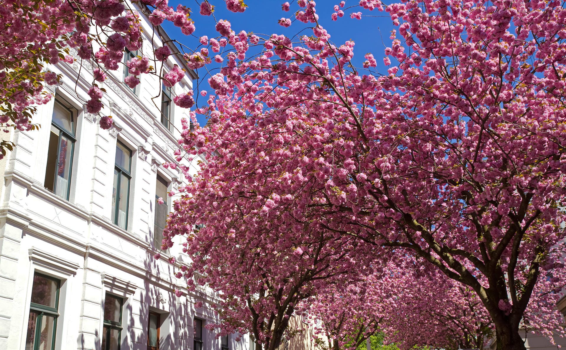 Cherry blossom in Bonn