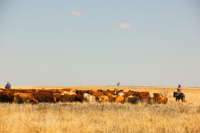 Outback in Queensland: Cowboys und Cowgirls treiben hier traditionell ihr Vieh zusammen, das auf riesigen Landflächen lebt. Oft begegnet man Rindern, Kühen oder Eseln am Straßenrand.