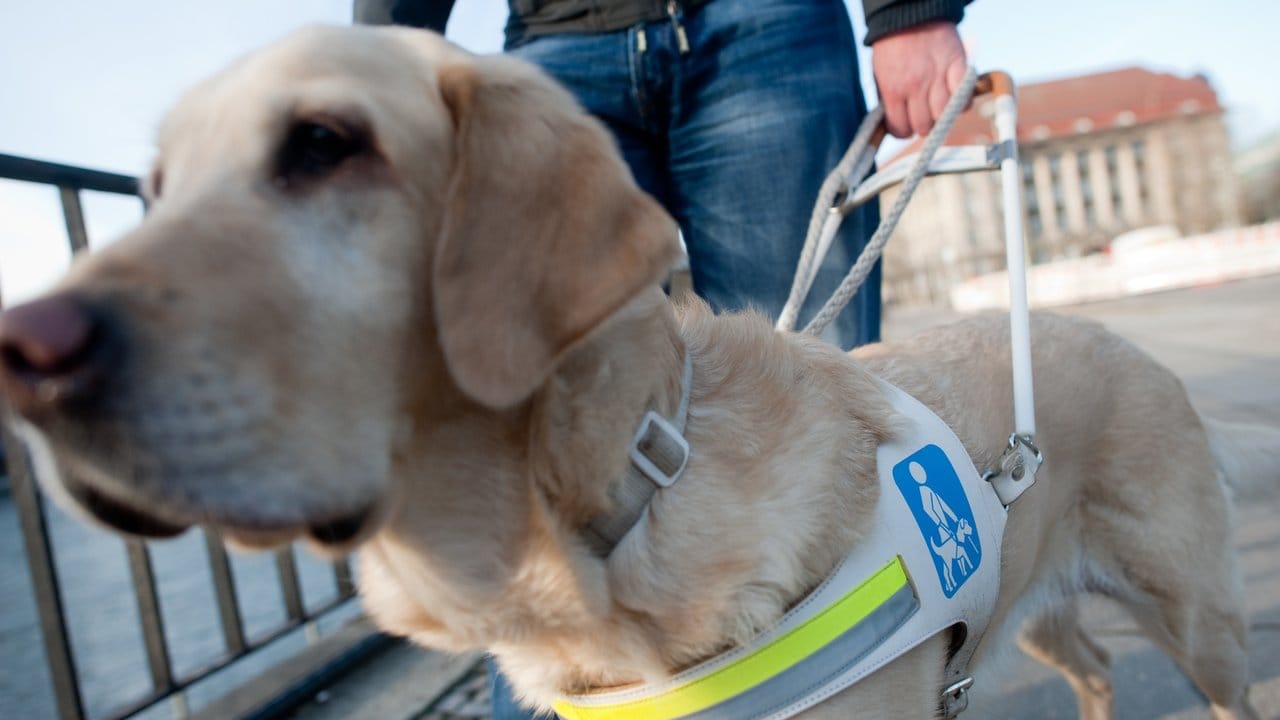 Ein Blindenführhund ersetzt das Augenpaar, das blinde Menschen nicht nutzen können - zum Beispiel im Straßenverkehr.