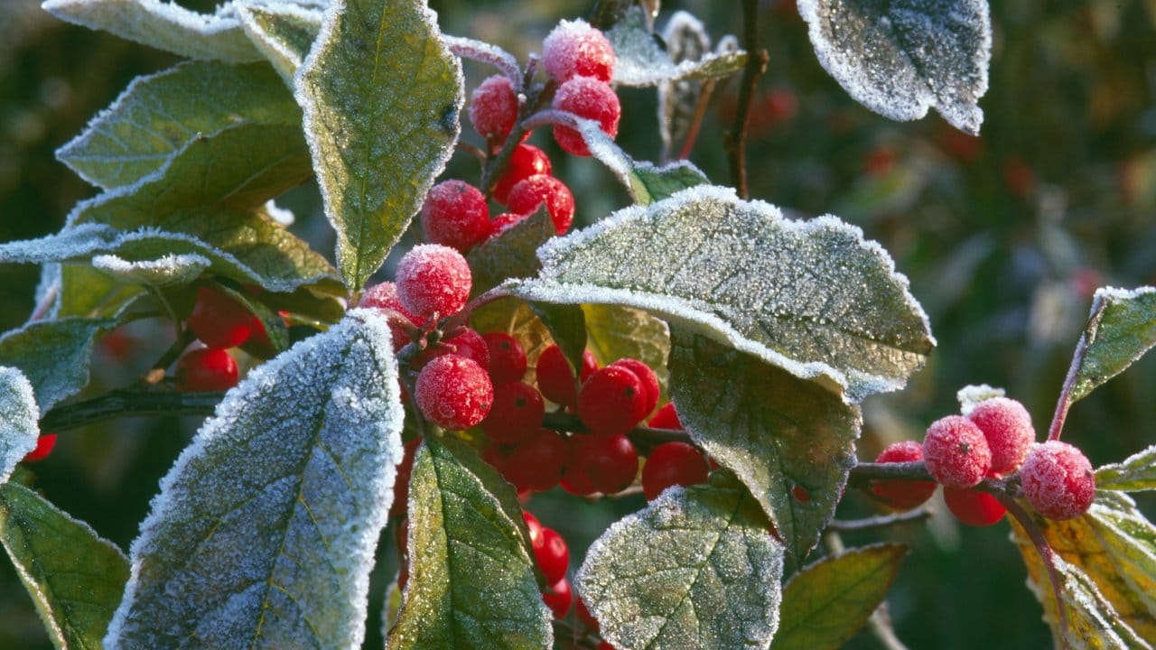 Die Amerikanische Winterbeere (Ilex verticillata) verliert ihr Laub im Winter - und trägt dann nur noch die roten Beeren. Die Amerikanische Winterbeere (Ilex verticillata) verliert ihr Laub im Winter - und trägt dann nur noch die roten Beeren.