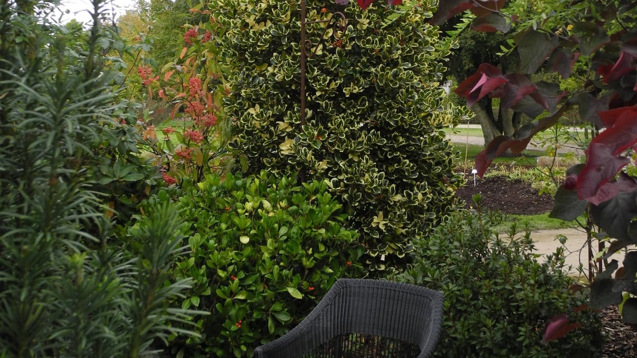 Ein Ilex mit gelbem Rand an den Blättern ist die Sorte 'Golden van Tol' der Europäischen Stechpalme (Ilex aquifolium). Ein Ilex mit gelbem Rand an den Blättern ist die Sorte 'Golden van Tol' der Europäischen Stechpalme (Ilex aquifolium).