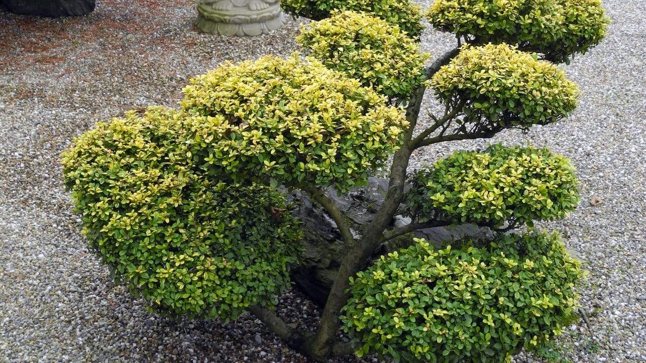 'Golden Gem' ist eine gelblaubige Sorte der Japanischen Stechpalme (Ilex crenata). 'Golden Gem' ist eine gelblaubige Sorte der Japanischen Stechpalme (Ilex crenata).
