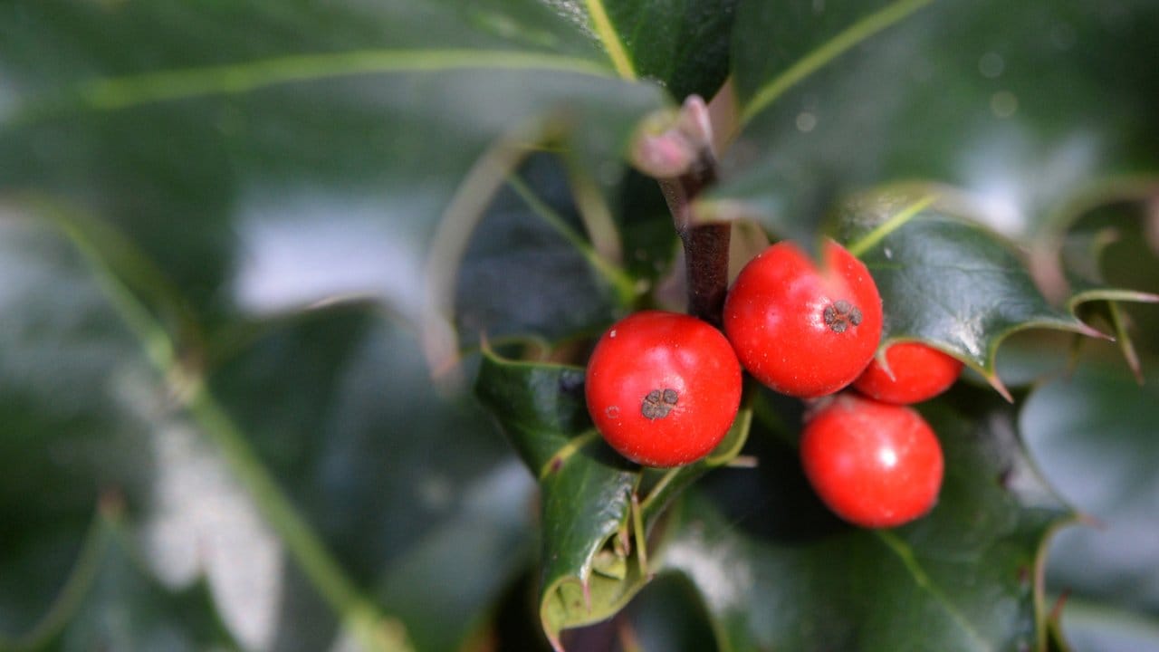 Die Europäische Stechpalme (Ilex aquifolium) ist auch in Deutschland heimisch. Die Europäische Stechpalme (Ilex aquifolium) ist auch in Deutschland heimisch.