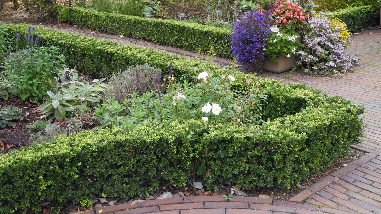 Die Japanische Stechpalme (Ilex crenata) sieht dem Buchsbaum ähnlich - und wird daher gerne als sein Ersatz für die Beetumrandung genommen. Die Japanische Stechpalme (Ilex crenata) sieht dem Buchsbaum ähnlich - und wird daher gerne als sein Ersatz für die Beetumrandung genommen.