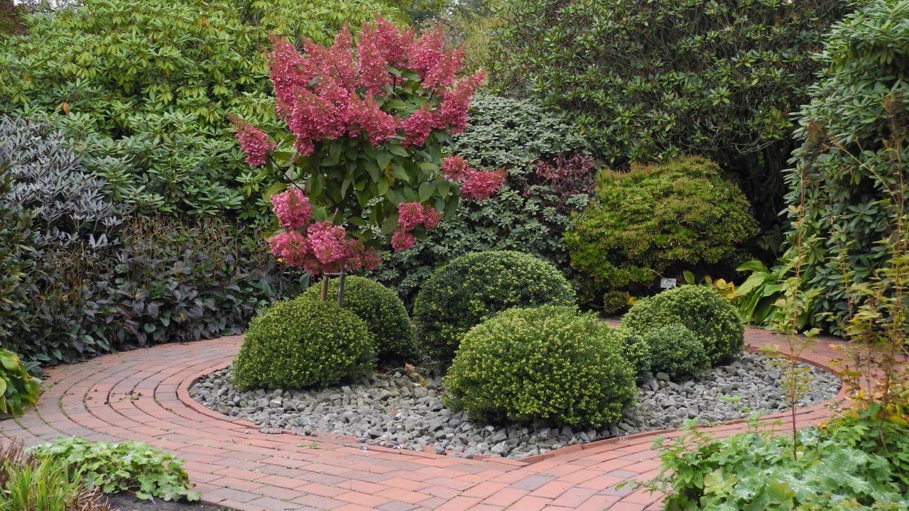 Die Japanische Stechpalme (Ilex crenata, , hier die Sorte Glorie Dwarf) ist schnittfest und lässt sich daher gut zu Formen gestalten - etwa Kugeln im Beet. Die Japanische Stechpalme (Ilex crenata, , hier die Sorte Glorie Dwarf) ist schnittfest und lässt sich daher gut zu Formen gestalten - etwa Kugeln im Beet.
