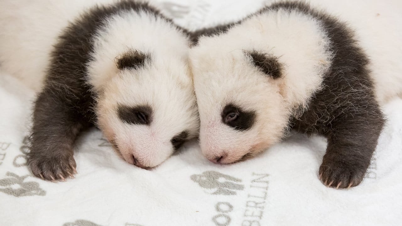 Die Panda-Babys, eng bei einander.