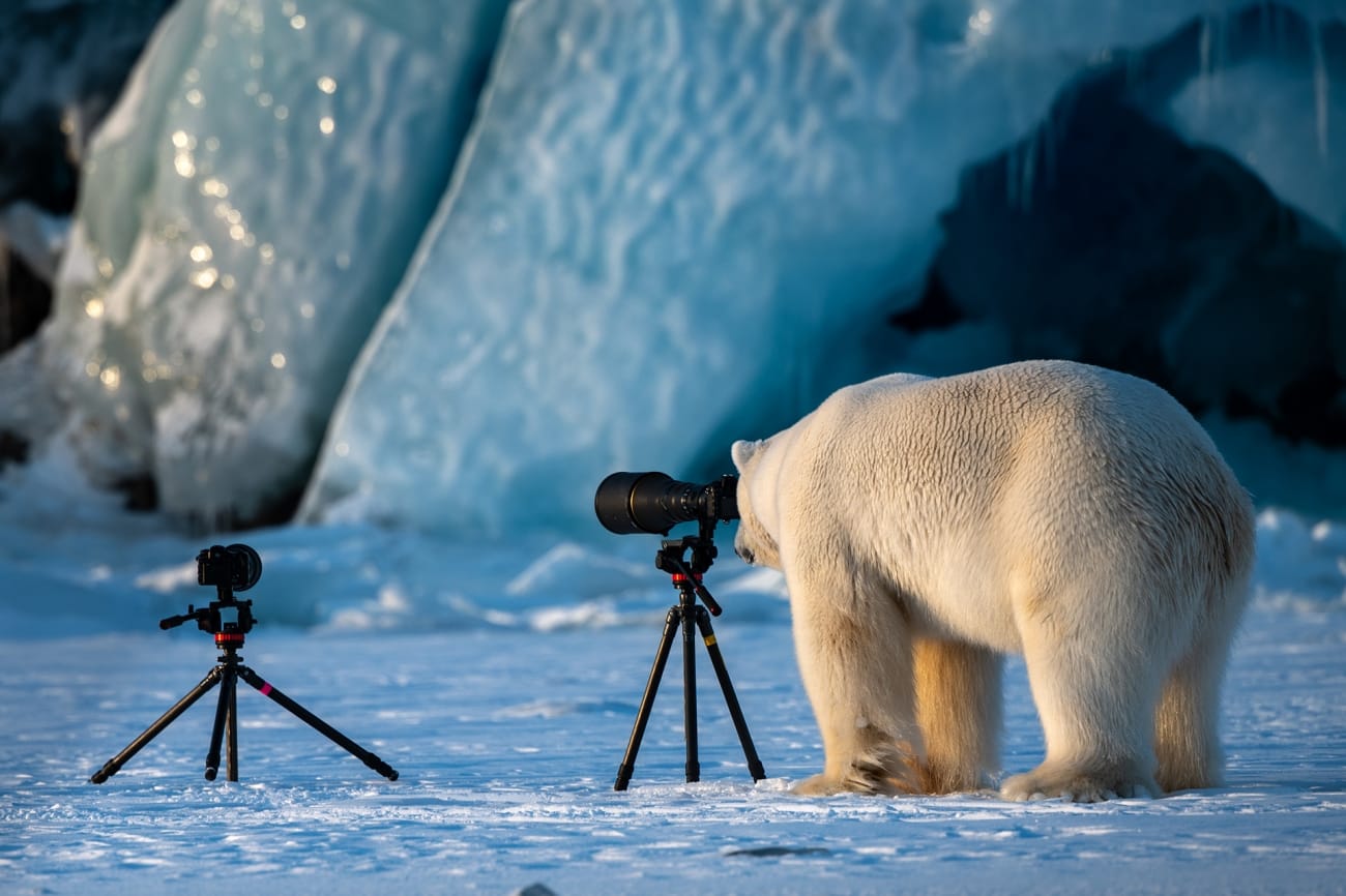 Ein Eisberg in Svalbard (Norwegen): Als der Fotofrag Roie Galitz den Eisbärgen fotografieren wollte, kam dieser neugierig auf ihn zugelaufen.