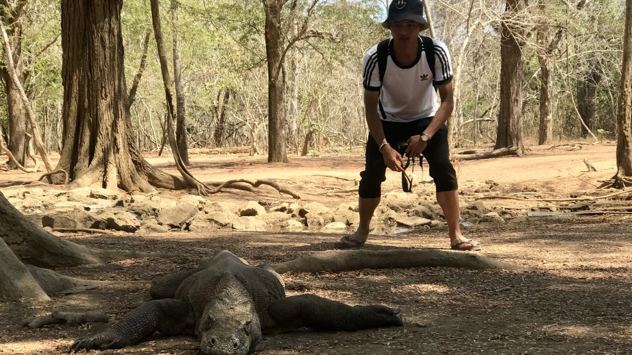 Ein Tourist nähert sich einem Komodowaran.