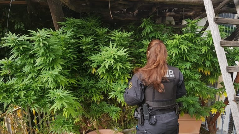 Polizisten untersuchen eine Hanfplantage: Die Bundesbeauftragte für Sucht und Drogen, Daniela Ludwig, hatte sich offen für neue Ansätze gezeigt und gesagt, es gehe nicht um "Verbotspolitik".