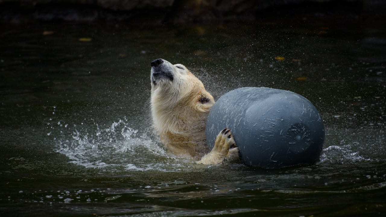 Eisbärin Hertha liebt das Wasser.