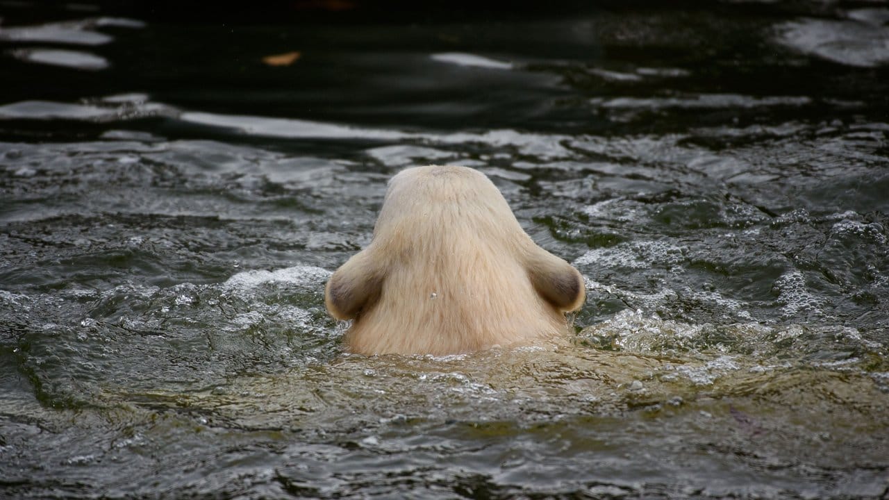 Eisbärin Hertha in einem Wasserbecken im Tierpark Berlin.