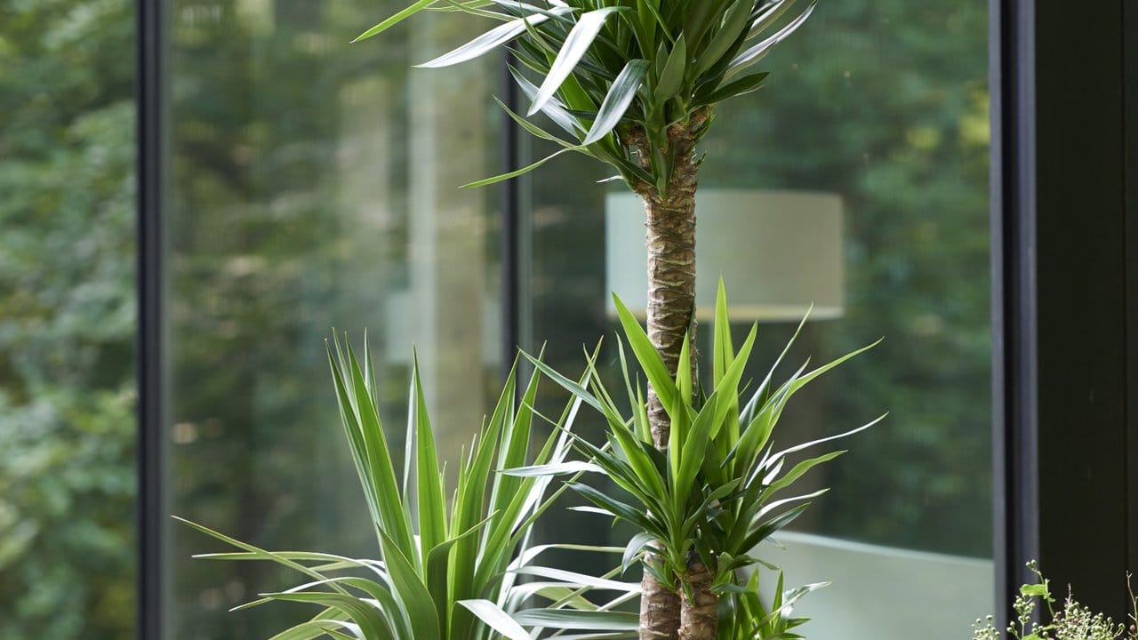 Es macht gerade im Winter einen Unterschied für Pflanzen wie die Yucca-Palme, ob sie an einem Fenster stehen oder nicht.