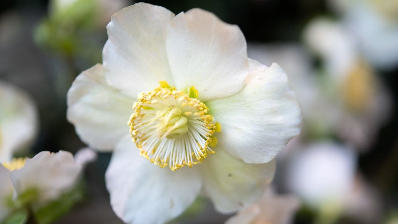Die Blüte der Christrose wird zwischen fünf und zehn Zentimeter groß.