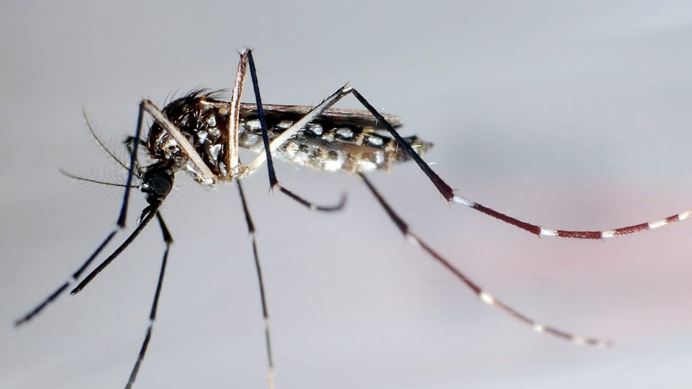 Gelbfiebermücken, die sich bei warmem Wetter stärker verbreiten, können auch hierzulande tropischer Infektionskrankheiten übertragen.