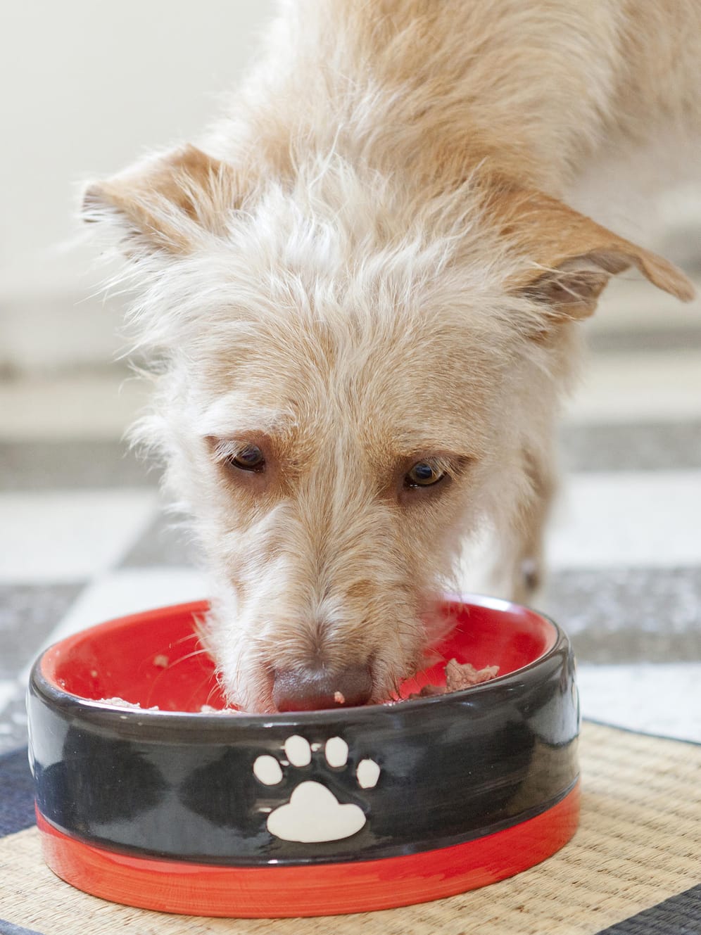 Weil sich alternde Hunde weniger bewegen, wird für sie spezielles, kalorienreduziertes Seniorenfutter empfohlen.