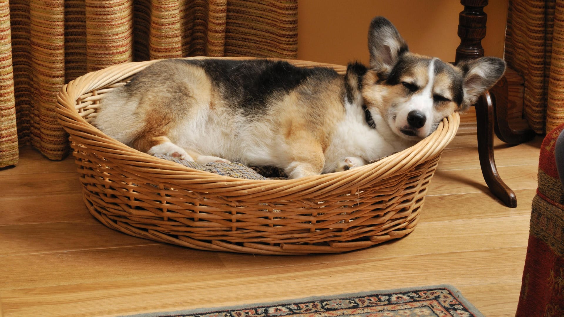 Das Altern bei Hunden ist ein schleichender Prozess. Halter erkennen es daran, dass der Hund nicht mehr so viel spielt, nicht mehr so ausgiebig Gassi gehen möchte, mehr Pausen braucht, viel schläft und dadurch gegebenenfalls übergewichtig wird.