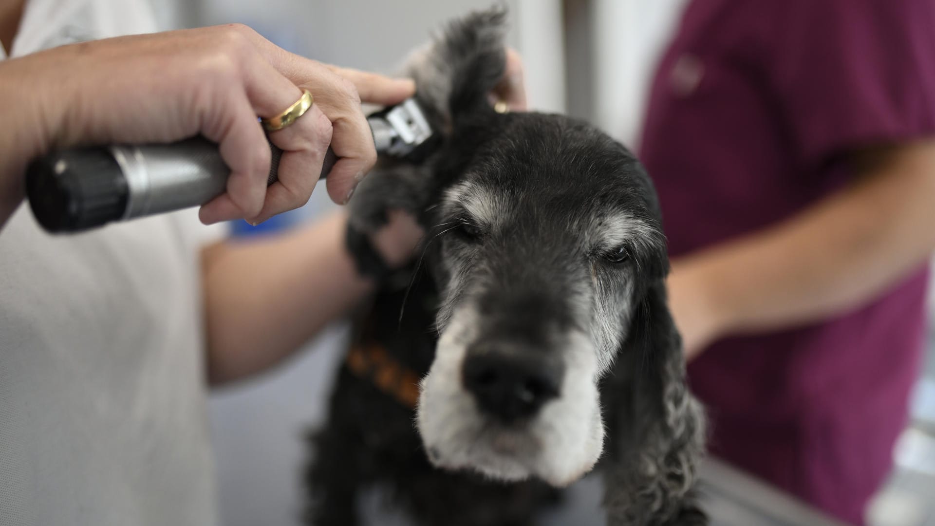 Der Tierarzt sollte den Hund einmal jährlich von der Nasen- bis zur Schwanzspitze untersuchen. Dazu gehören auch die Ohren. Denn auch das Gehör lässt nach.