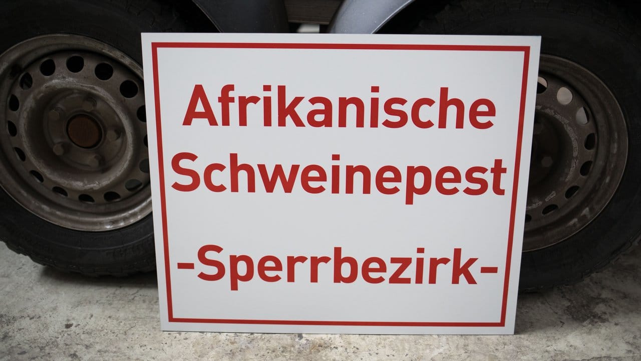 Die Afrikanische Schweinepest rückt immer näher an Deutschland heran.